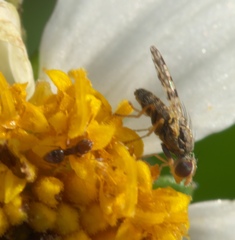 Dioxyna picciola