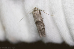 Blastobasis glandulella