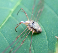Dicranopalpus