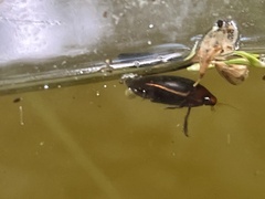 Hydaticus bimarginatus