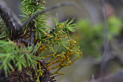 Arceuthobium oxycedri