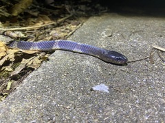 Bungarus multicinctus