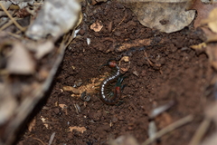 Scolopendra