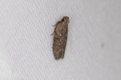 Hypatima