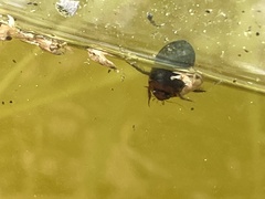 Hydaticus bimarginatus