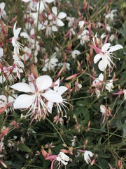 Oenothera lindheimeri