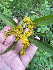 Solidago gigantea