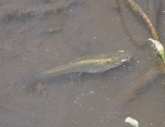 Poeciliidae