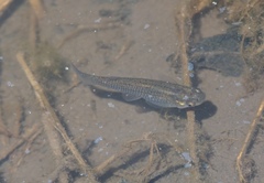Poeciliidae