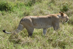 Panthera leo melanochaita