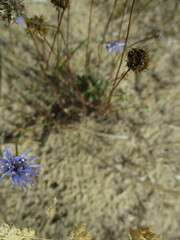 Jasione montana