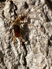 Apterygida albipennis