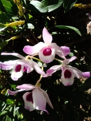 Dendrobium nobile