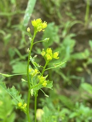 Rorippa