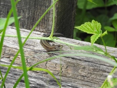 Zootoca vivipara pannonica