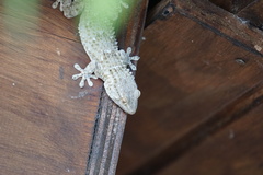 Tarentola mauritanica mauritanica