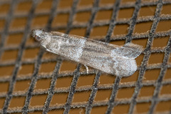 Moodna ostrinella