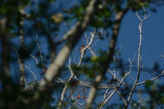 Melanerpes portoricensis