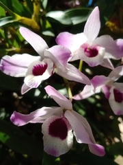 Dendrobium nobile