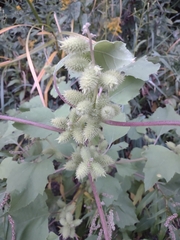 Xanthium