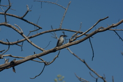 Tyrannus dominicensis