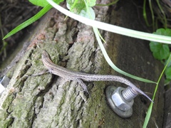 Zootoca vivipara pannonica