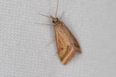 Microtheoris ophionalis