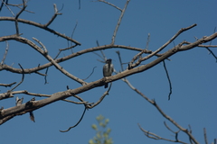 Tyrannus dominicensis