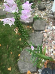 Physostegia virginiana