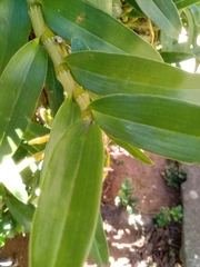 Dendrobium nobile