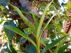 Dendrobium nobile