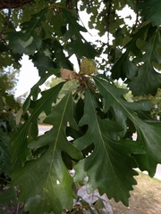 Quercus macrocarpa
