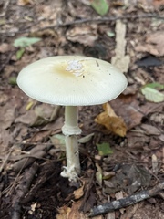 Amanita