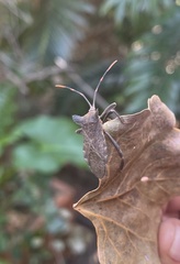 Elasmopoda