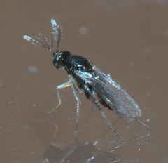 Ceratopogonidae