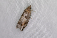 Epinotia