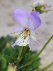 Viola pedata