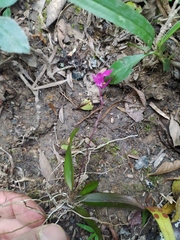 Comparettia falcata