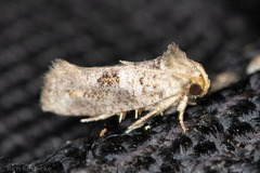 Acrolophus piger