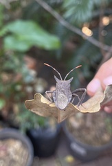 Elasmopoda