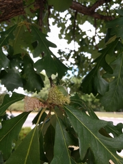 Quercus macrocarpa