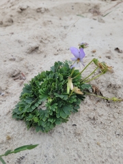 Viola pedata