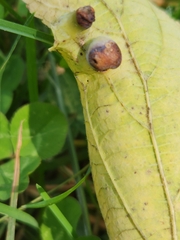 Pachypsylla celtidisumbilicus