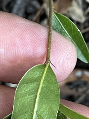 Quercus hemisphaerica