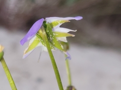 Viola pedata