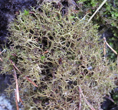 Cetraria muricata