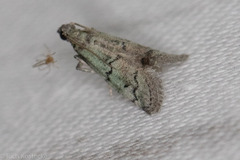 Cacotherapia flexilinealis