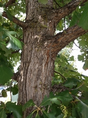 Quercus macrocarpa