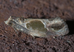 Eumarozia malachitana
