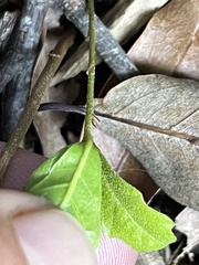 Quercus hemisphaerica